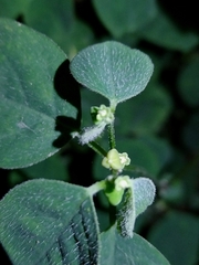 Euphorbia graminea