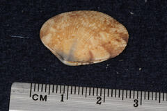 Veneridae