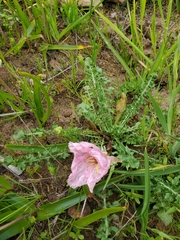 Oenothera acaulis
