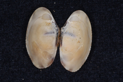 Veneridae
