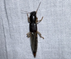 Pinophilus