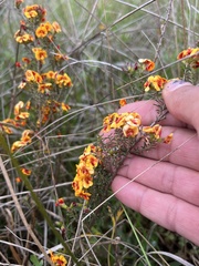 Dillwynia sericea