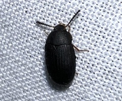 Platydema