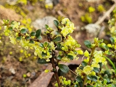 Phyllanthus hirtellus