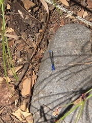 Argia vivida