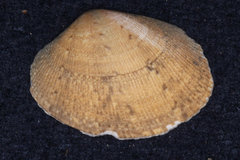Veneridae