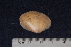 Veneridae