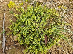 Phyllanthus hirtellus