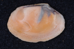 Veneridae
