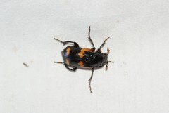 Nicrophorus sayi