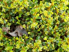 Phyllanthus hirtellus