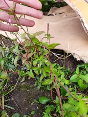 Epilobium anagallidifolium
