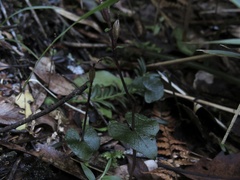 Acianthus sinclairii