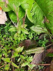 Epilobium anagallidifolium