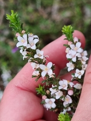 Cyanothamnus anemonifolius anemonifolius