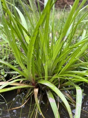 Stylidium graminifolium