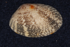 Veneridae