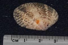 Veneridae