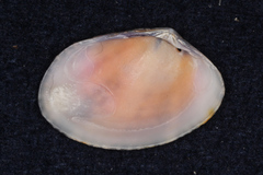 Veneridae