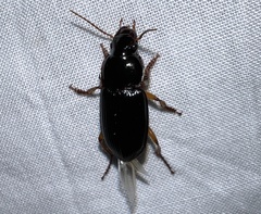 Harpalus
