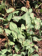 Anemopsis californica