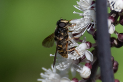 Sericomyia chalcopyga