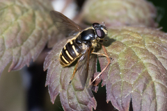 Sericomyia chalcopyga