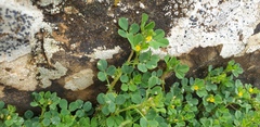 Medicago polymorpha