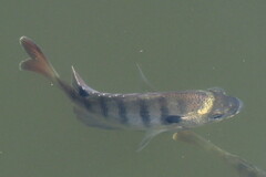 Lepomis macrochirus purpurascens