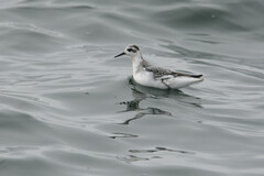 Phalaropus fulicarius