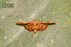 Calindoea cumulalis