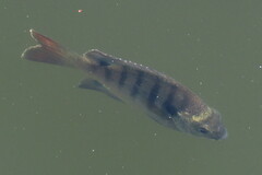 Lepomis macrochirus purpurascens