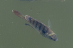 Lepomis macrochirus purpurascens