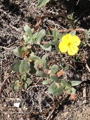 Camissoniopsis cheiranthifolia