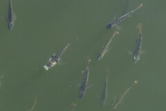 Lepomis macrochirus purpurascens