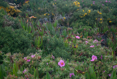 Cistus