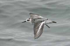 Phalaropus fulicarius