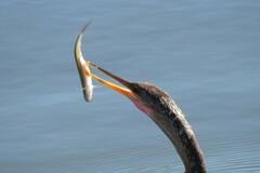 Notemigonus crysoleucas