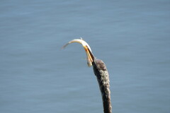 Notemigonus crysoleucas