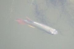 Fundulus chrysotus