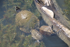 Graptemys pseudogeographica