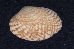 Veneridae
