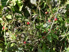 Lonicera alpigena