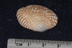 Veneridae