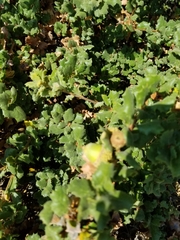 Quercus durata durata