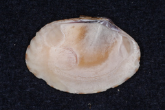 Veneridae