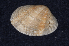 Veneridae