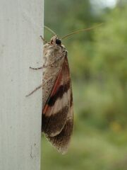 Catocala californica