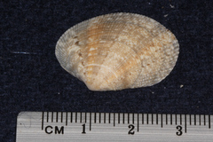 Veneridae