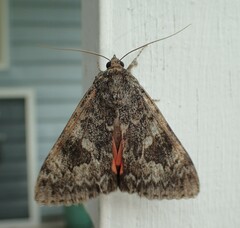 Catocala californica